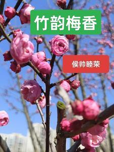 竹韵梅香最暖心短句