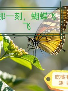 蝴蝶飞飞电视剧高清免费观看